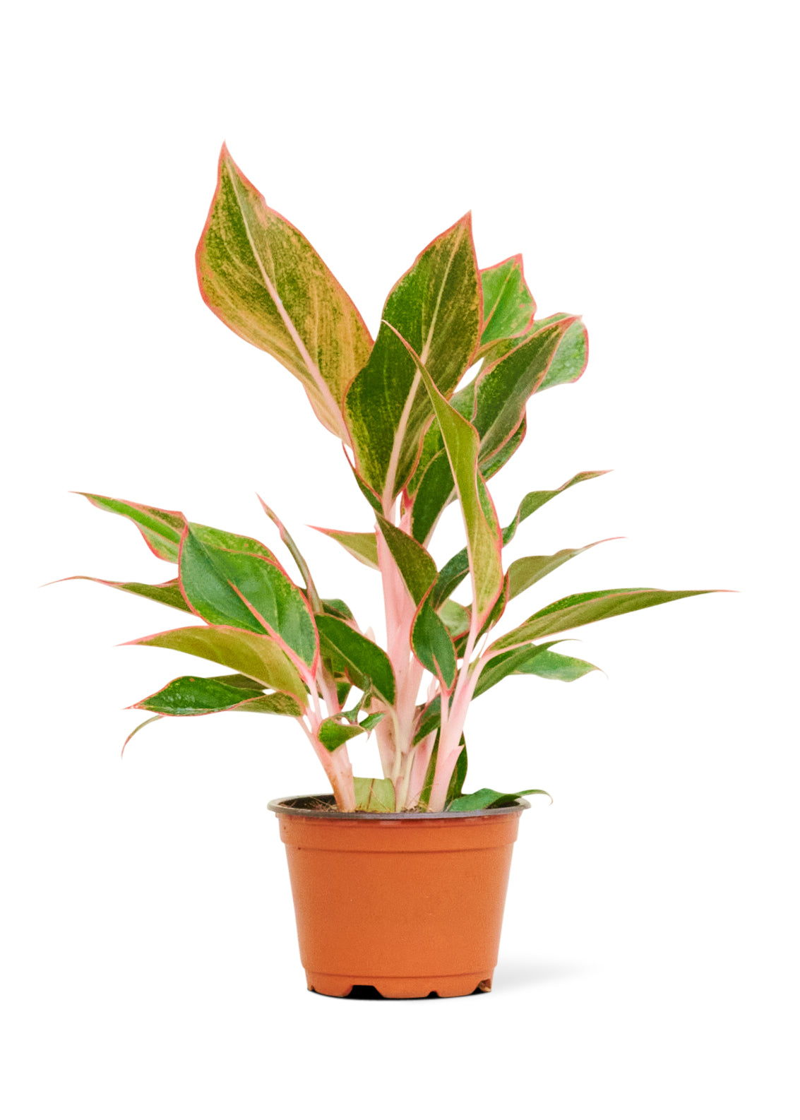 Red Chinese Evergreen, Small