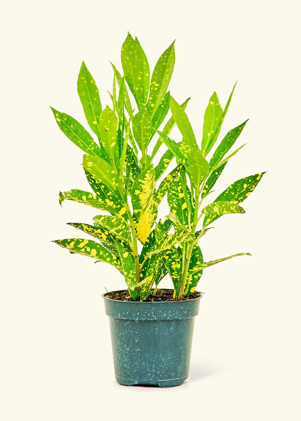 Croton 'Gold Dust', Small