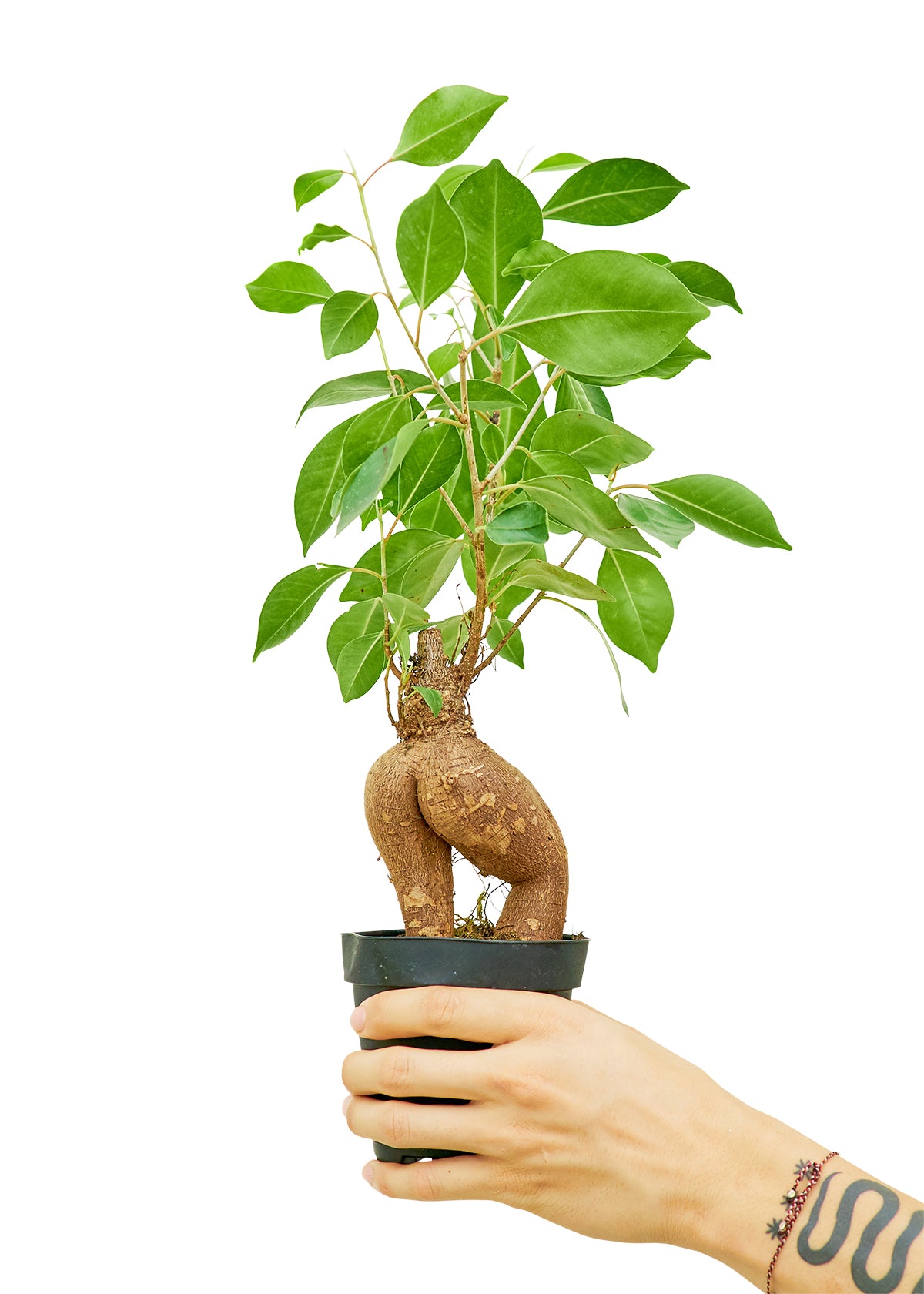Ficus 'Ginseng', Small