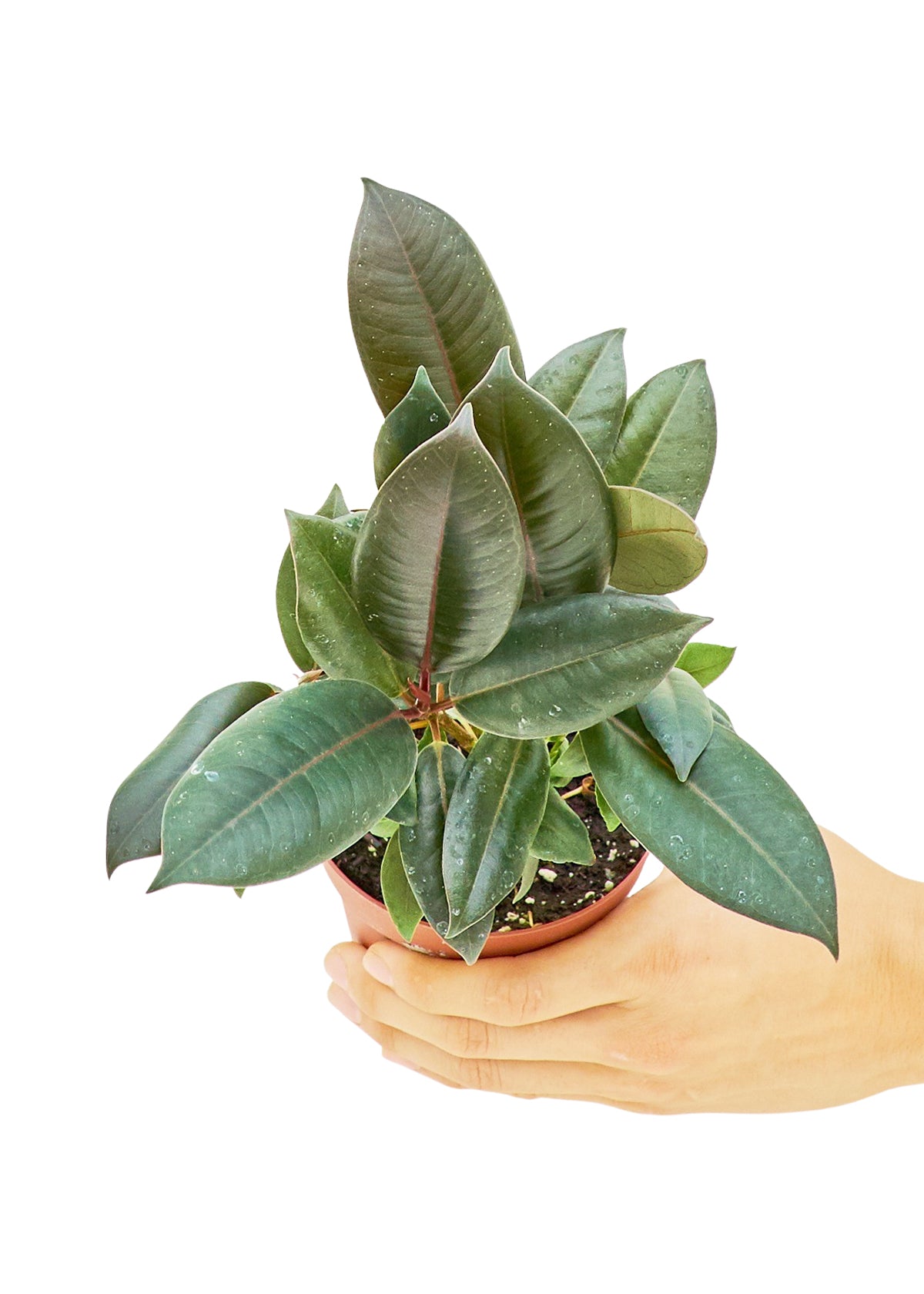 Rubber Tree 'Burgundy', Small