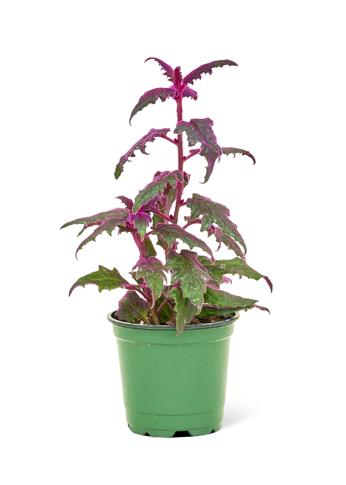 Purple Passion Plant, Small