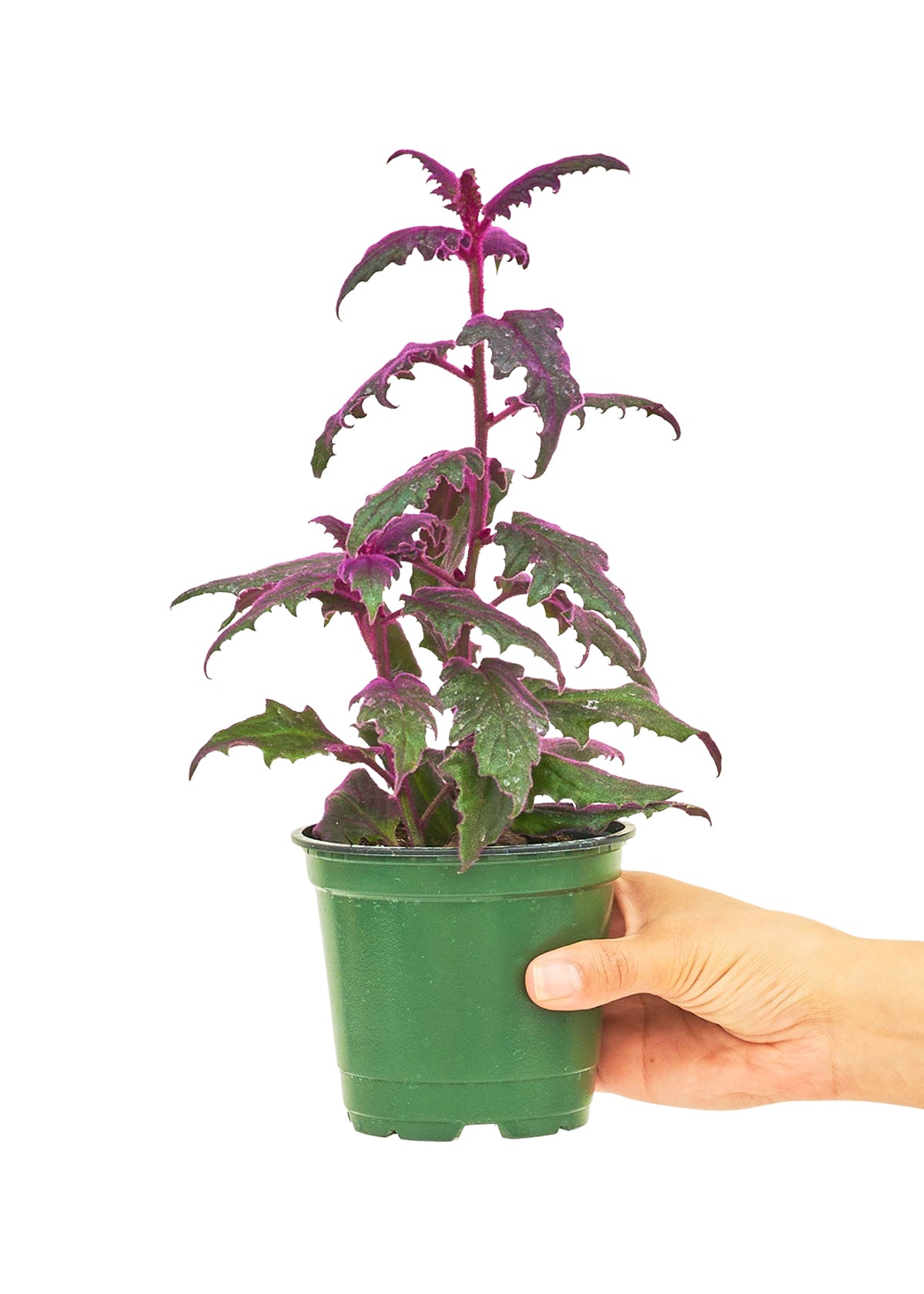 Purple Passion Plant, Small