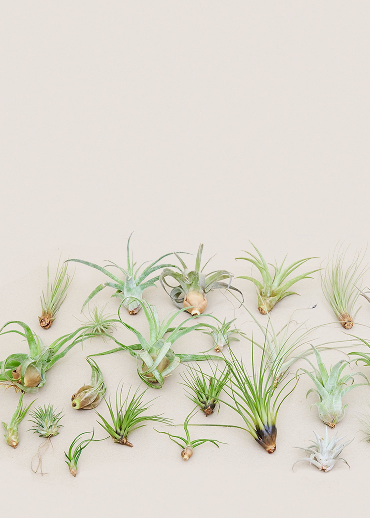 Mystery Air Plant Box 40-Pack