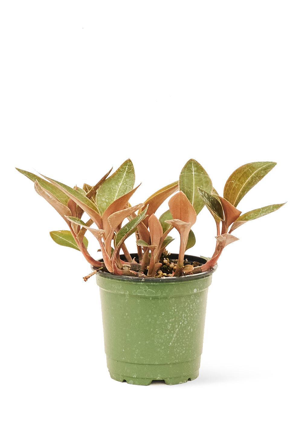 Jewel Orchid 'Discolor', Small