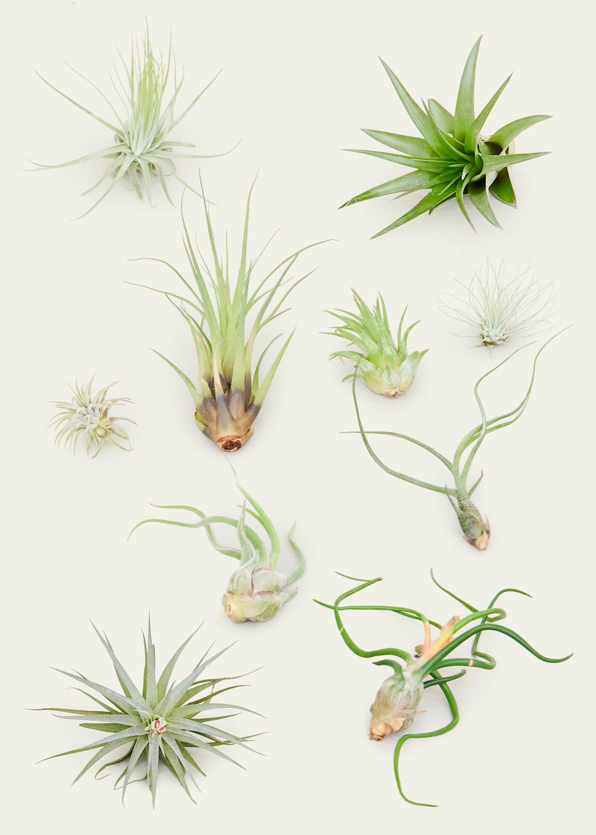 Mystery Air Plant Box 10-Pack