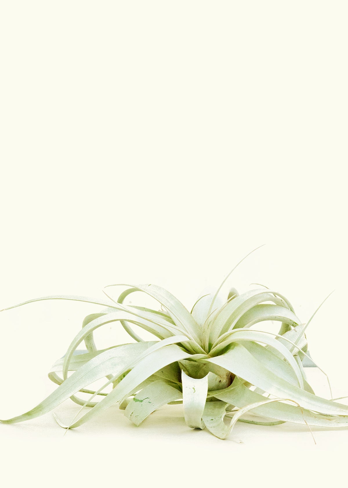 King of Air Plants, Extra Large
